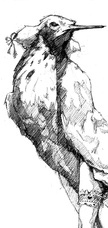Traditional, very fine pencil drawing of a humanoid snipe-bird servant